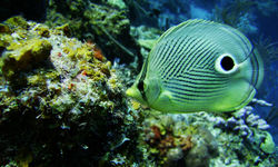 Coral Fish Underwater
