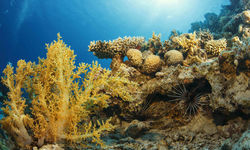 Coral reef, Curacao