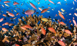 Coral Fishes Underwater