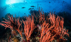 Coral Reef in Curacao