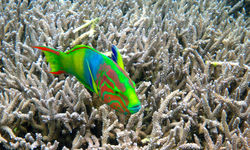 Green Moon Wrasse
