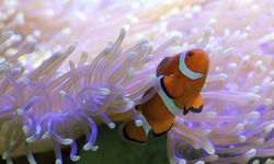 Clownfish, Australia