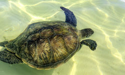 Sea Turtle, Lord Howe