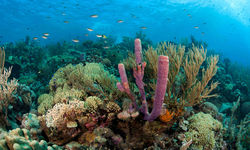Colourful coral reef in Grenada