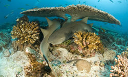 Nurse sharks hiding under the coral reef in Grenada