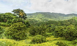 Lush green landscape