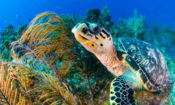 Sea turtle above the coral reef