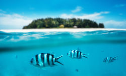 Fish underwater, Zanzibar