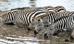 Zebra Drinking, Tanzania