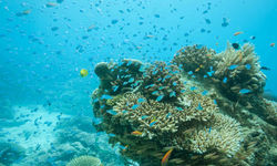 Coral Reef, Zanzibar