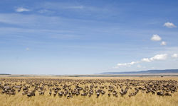 Wildebeest, Tanzania