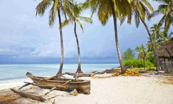 Palm Trees on Zanzibar Beach