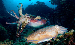 cuttlefish breeding