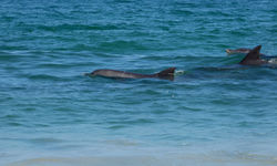 dolphins at the beach shore, Salalah