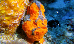 Frogfish