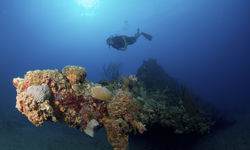 Scuba diver with sea fan