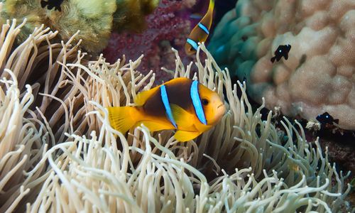 Image of a clownfish