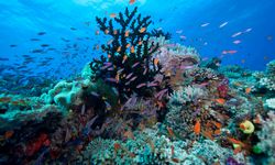 A coral reef in Vunau Levu