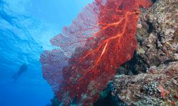 A diver in Vanua Levu