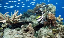 Image of a coral reef