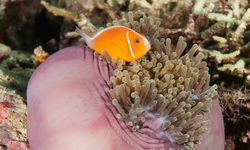 Image of a reef fish