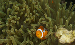 Clown fish, Kimbe Bay