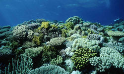 Coral Garden, Papua New Guinea