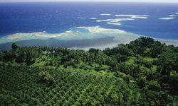 Plantation in New Britain