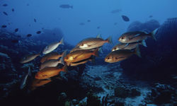 Red Snappers, Kimbe Bay