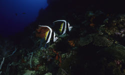 Tropical fish at Kimbe Bay, New Britain