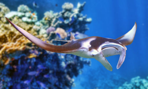 Manta Ray 