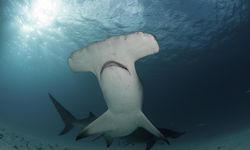 Hammerhead Costa Rica