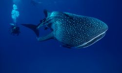 Diver with Whale Shark