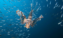 Lionfish Underwater
