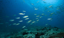 Diving in Musandam Peninsula