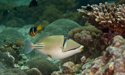 Triggerfish, Oman