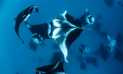 School of Manta Rays, Northern Atolls
