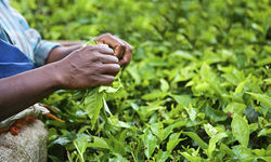 Tea Leaves, India