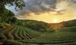 Tea Plantations, Eastern India