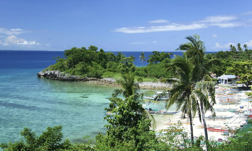Beach with palm trees and boats