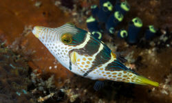 Black Saddled Toby Fish