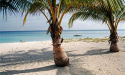 Palm Trees on the beach, Philippines
