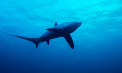 Thresher Shark, Malapascua