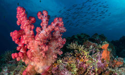 Colourful soft coral with fish