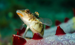 Sandperch on a Sea Star