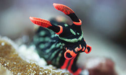 Nudibranch on coral
