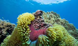Colourful Sea Anemone, Northern Sulawesi