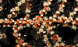 Filigreed Colonial Anemone