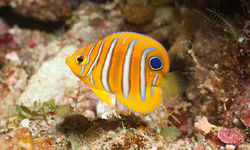 Juvenile Regal Angelfish, Bunaken