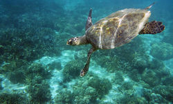 Sea Turtle, Madagascar